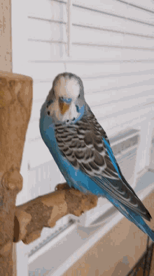 Bird Parakeet GIF - Bird Parakeet Sleepy GIFs