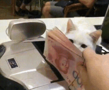 Cat Money GIF - Cat Money - Descubre & Comparte GIFs