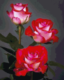 Rózsák Roses GIF - Rózsák Roses Flowers GIFs