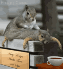 squirrel animal massage