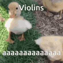 violins i choose violence duck duckling