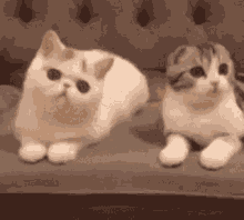Purrr Kitten GIF - Purrr Kitten Snuggle GIFs