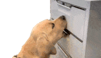 Puppy Dog Sticker - Puppy Dog Cute Dog Stickers