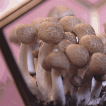 Mushroom Doubleblind GIF - Mushroom Doubleblind Shroom GIFs
