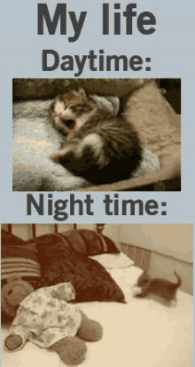 If I Stop Moving I’ll Die!!! GIF - Cats Funny Me Day Vs Night GIFs