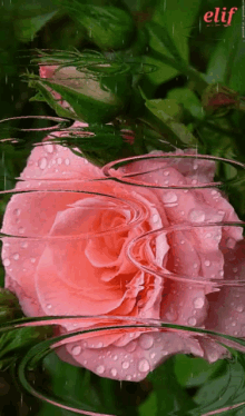 Reflection Flower GIF - Reflection Flower GIFs