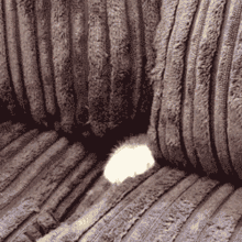 Cats Safe GIF - Cats Safe Not Safe GIFs
