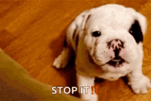 Oh Stop It Bashful GIF - Oh Stop It Bashful Pug GIFs