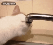 Save Water During This Summer.Gif GIF - Save Water During This Summer Cat Water GIFs