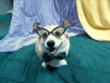 Mardi Gras Dogs In Costumes GIF - Mardi Gras Dogs In Costumes Pet Parade GIFs