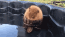 Baby Beaver GIF - Baby Beaver Cute GIFs