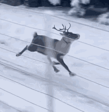 Funny Running Reindeer GIF - Funny Running Reindeer Reindeer Running GIFs
