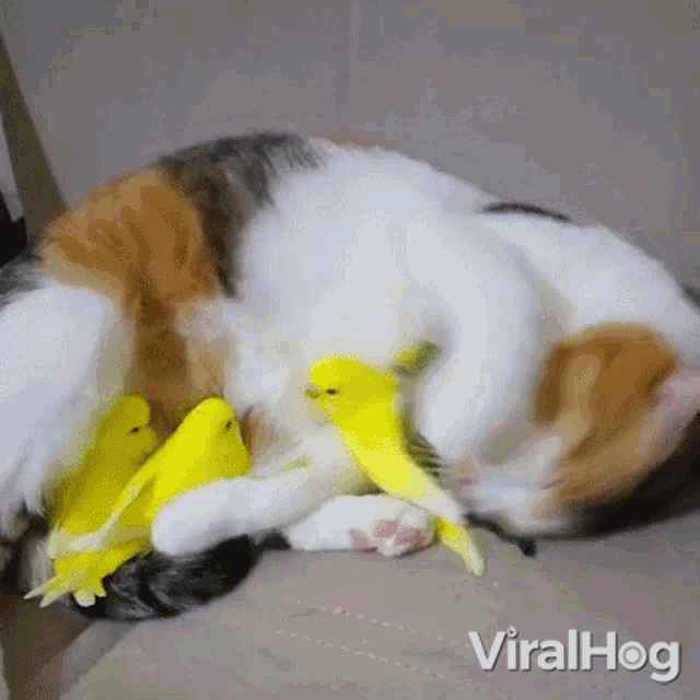 Cuddling Viralhog GIF - Cuddling Viralhog Sleeping GIFs