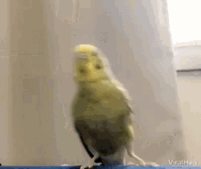 Viralhog Kick GIF - Viralhog Kick Parrot GIFs
