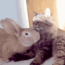 How To Introduce Your Cat To A Bunny Rabbit GIF - How To Introduce Your Cat To A Bunny Cat Bunny GIFs