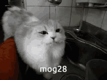 mog28 mog 28 cat gif mog28 mog 28 cat gif