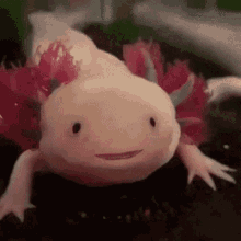 Axolotl Lucy Axolotl GIF - Axolotl Lucy Axolotl Pink Axolotl GIFs