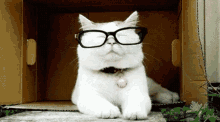 Cat Glasses GIF - Cat Glasses Glass GIFs