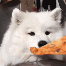 Cheated Dog GIF - Cheated Dog Broccoli GIFs