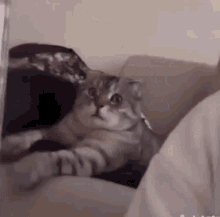 Cat Scared Cat Face GIF - Cat Scared Scared Cat Face GIFs