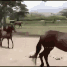 Horse Gallop GIF - Horse Gallop Tip Toe GIFs