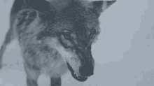 Wolf GIF - Wolf Wolves Wilderness GIFs