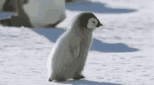 penguin hurry