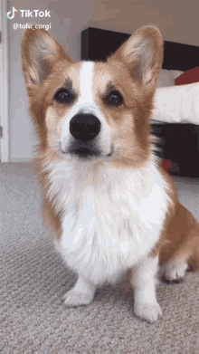 Dog Smiling GIF - Dog Smiling Delighted GIFs