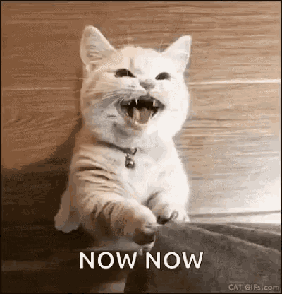 kitten-meow.gif