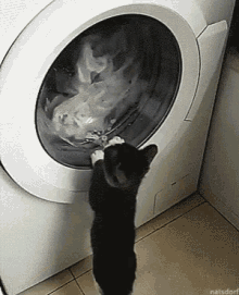 Cat Washing Machine GIF - Cat Washing Machine Play Time GIFs