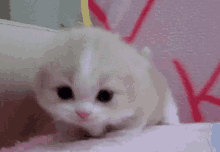 Cat Kawaii GIF - Cat Kawaii Mew GIFs