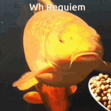 Wh Requiem GIF - Wh Requiem Fish GIFs