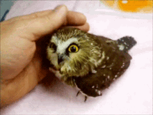 owl cute owl cute
