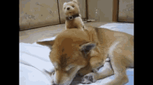 Strange Friends GIF - Dog Dogie Plushie GIFs