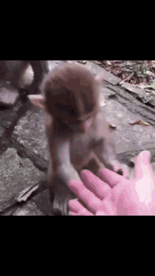 Monkey Grab GIF - Monkey Grab Baby Monkey GIFs