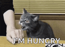 Cat Hungry GIF - Cat Hungry Nom Nom GIFs
