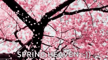 Japan Cherry Blossoms GIF - Japan Cherry Blossoms Sakura GIFs