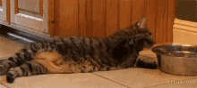 lazy cat water drink lying down lazy cat water drink lying down