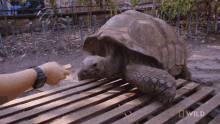 Feeding A Tortoise National Geographic GIF - Feeding A Tortoise National Geographic Weighing A Giant Tortoise GIFs