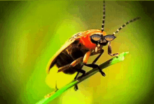Ateşböceği Böcüük GIF - Ateşböceği Böcüük Ateşböceği Umut GIFs