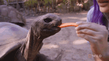Feeding A Tortoise National Geographic GIF - Feeding A Tortoise National Geographic Weighing A Giant Tortoise GIFs