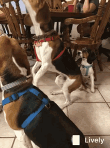 Dog Beagle GIF - Dog Beagle Climb GIFs