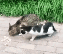 Cats Eating GIF - Cats Eating Mine GIFs