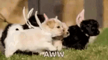 Funny Animals Happy Easter GIF - Funny Animals Happy Easter Easter Bunny GIFs