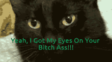 Cat Black Cat GIF - Cat Black Cat Bitch Ass GIFs