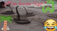 Morocco Snakes GIF - Morocco Snakes Okbb GIFs