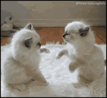 Baby Cats Fighting GIF - Baby Cats Fighting Lovely GIFs