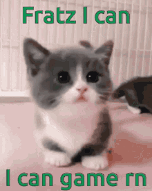Fratz16 Cat GIF - Fratz16 Fratz Cat GIFs