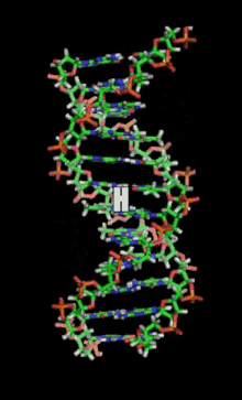 Letter H Dna Structure GIF - Letter H Dna Structure Animation GIFs