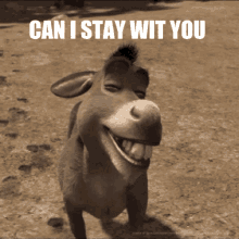 Can I Stay With You Donkey GIF - Can I Stay With You Donkey Shrek GIFs